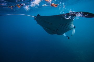 Diving with giant oceanic manta ray
Batu Lumbung (Manta Point), Indonesia
 - obrazy, fototapety, plakaty