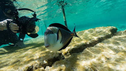 freediver photographer in action!