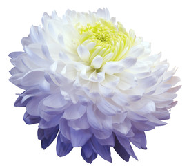 White-blue  chrysanthemum  flower, yellow center. white background isolated  with clipping path.  Closeup. with no shadows. for design.