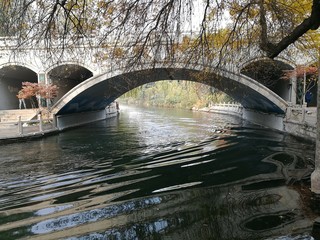 bridge and tree in the park