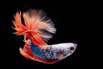 Betta fish on Black background.