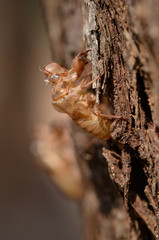Cicada Slough most use in Chinese traditional medicine recipe.