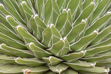 Fototapeta premium Succulent plant : Abstract background.