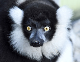 Black and white lemur ape. Close-up shot.