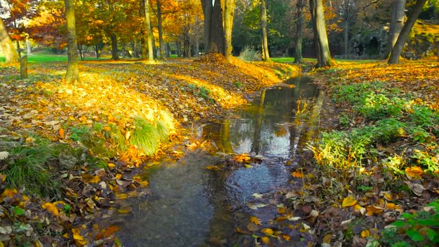 Water flowing and trees in a beautiful park in autumn
