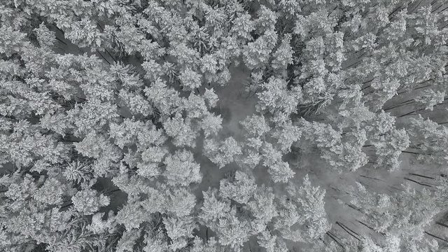 Winter snowy forest, aerial view