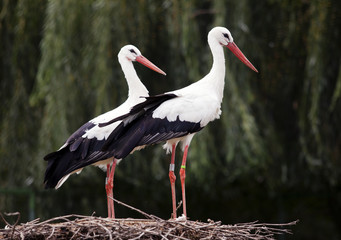 A pair of storks in the nest
