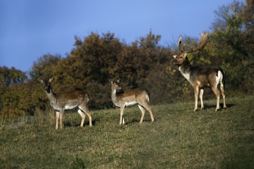 fallow deer in a park in autumn