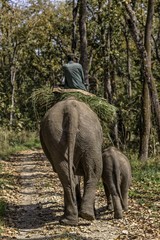 Man riding elephant in Chitin National park.