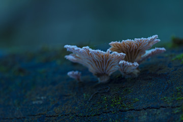 Mushroom on an old tree trunk