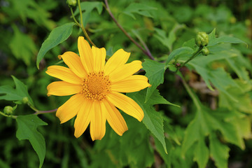 yellow flower
