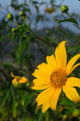 yellow flower