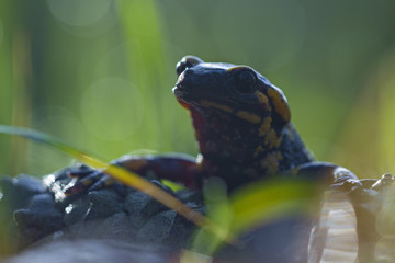 portrait of a salamandra in the top of a pinecone