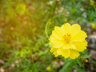 Yellow cosmos flower