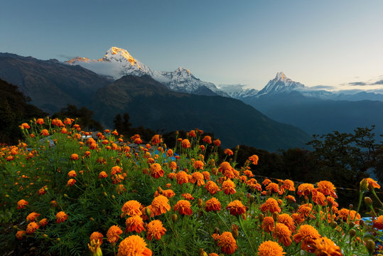 Fototapeta View of Annapurna and Machapuchare peak at Sunrise from Tadapani ,Nepal.
