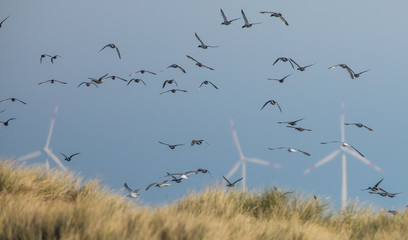 enten vor windpark