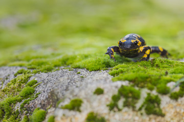 portrait of a salamandra on the top of a rock with moss