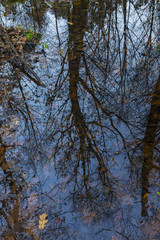 reflection of a tree in the water of a swamp