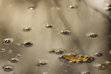 oak leaf in the water of a swamp