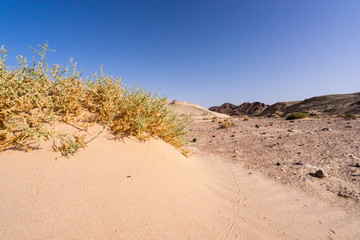 dunes