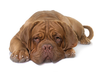 young dogue de bordeaux