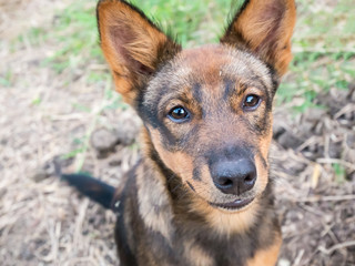 dog training in the park