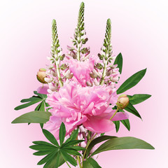 Beautiful floral background with pink peonies and lupine 