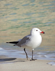 Fototapeta na wymiar Sea gull walking along the beach, close-up shot.