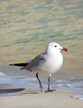 Sea gull walking along the beach, close-up shot.