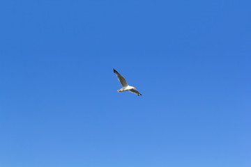 Obraz premium Baikal Seagull of lake 