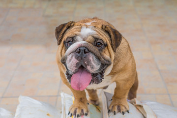 Beautiful Pug dog smiling for the camera with tongue hanging out