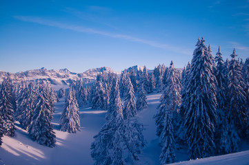 Fir forest covered in snow in the mountains