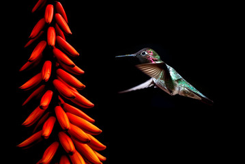 Tiny hummingbird over black background