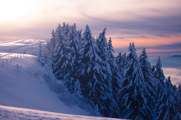 Firs covered in snow on the edge of a mountain in the sunset