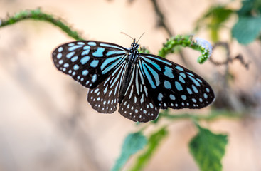 Fototapeta na wymiar Blue and black butterfly in blurred light background