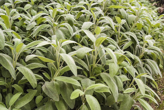 salvia cespuglio
