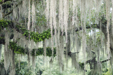 Naklejka premium Romantic view of Spanish moss hanging from the branches of a mighty oak tree in the American South