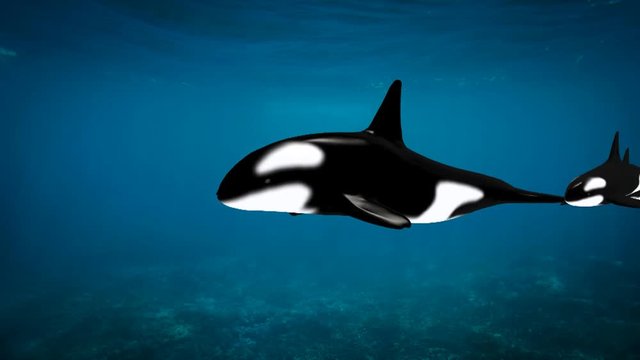 Killer whale swimming in a sea with her kids, 3d animation
