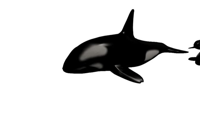 Killer whale swimming with her kids isolated on white, 3d animation