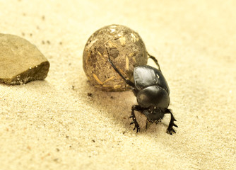 Scarab beetle, with a pill. Desert scene with sand and insect.