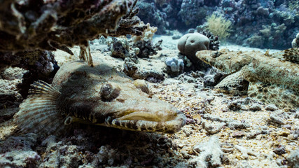 crocodile fish couple