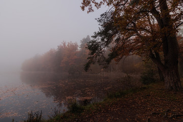 Trees at a lake in Autumn fog