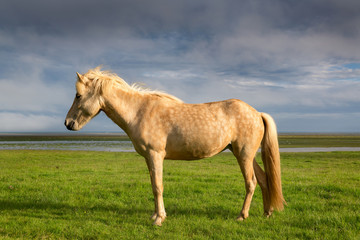 Obraz premium Horse