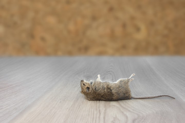 Closeup dead mouse or rat  in an apartment house on the background of the wall. Inside high-rise buildings. Fight with mouse in the apartment. Extermination.