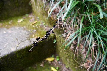 苔　コレクション