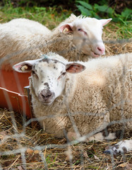 Obraz premium Sheep herd behind a fence.