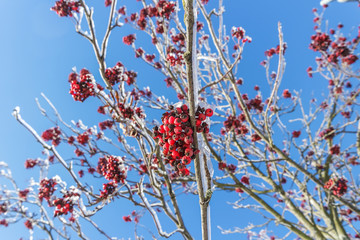 gefrorene Vogelbeeren