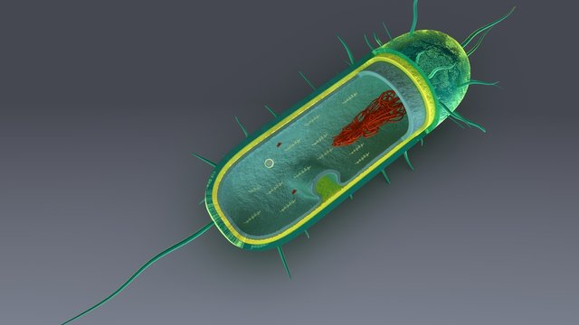 Internal parts of bacteria