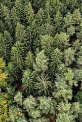 Fototapeta na wymiar Deep forest trees from above - portrait