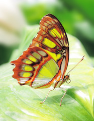 Fototapeta na wymiar Butterfly on a leaf , close-up shot.